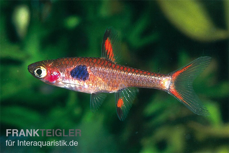 Goldfleck-Zwergbärbling, Boraras merah (Minifisch)