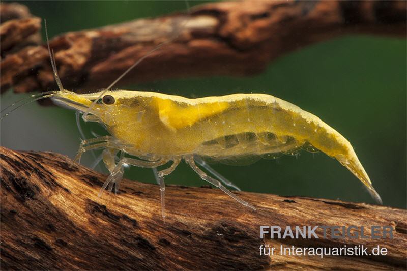 Yellow Fire Neon Garnele, Neocaridina davidi "Yellow Fire Neon"