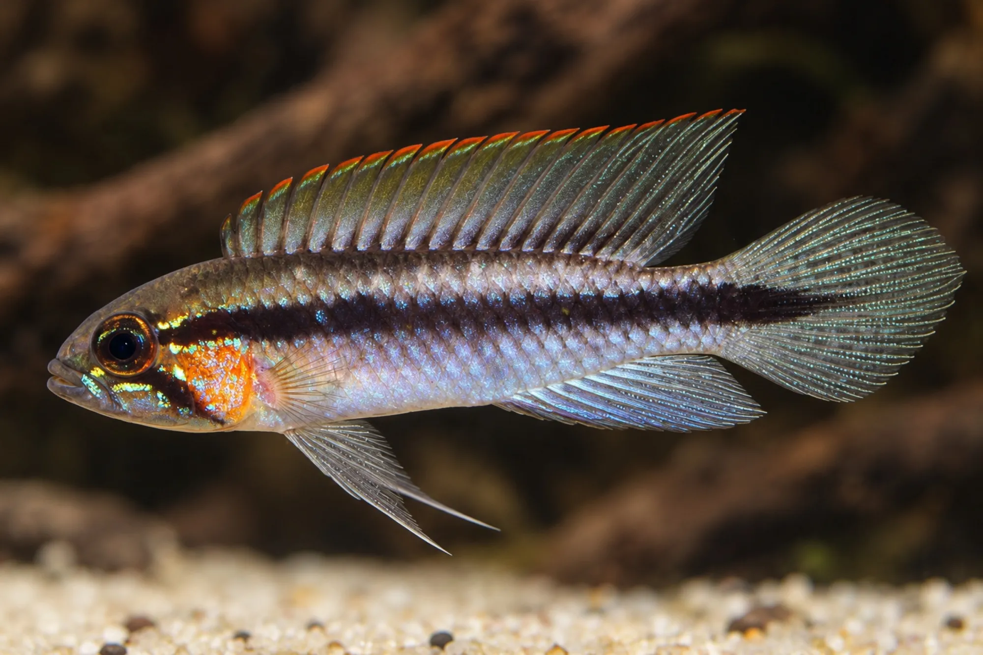 Rotsaum-Zwergbuntbarsch, Apistogramma gephyra