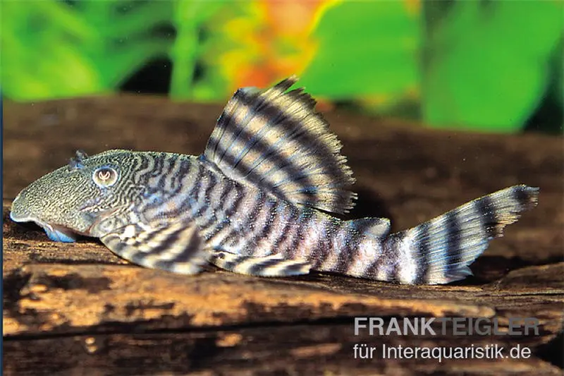 Rosafarbener Tigerharnischwels, L226, Panaqolus changae, 7-8 cm