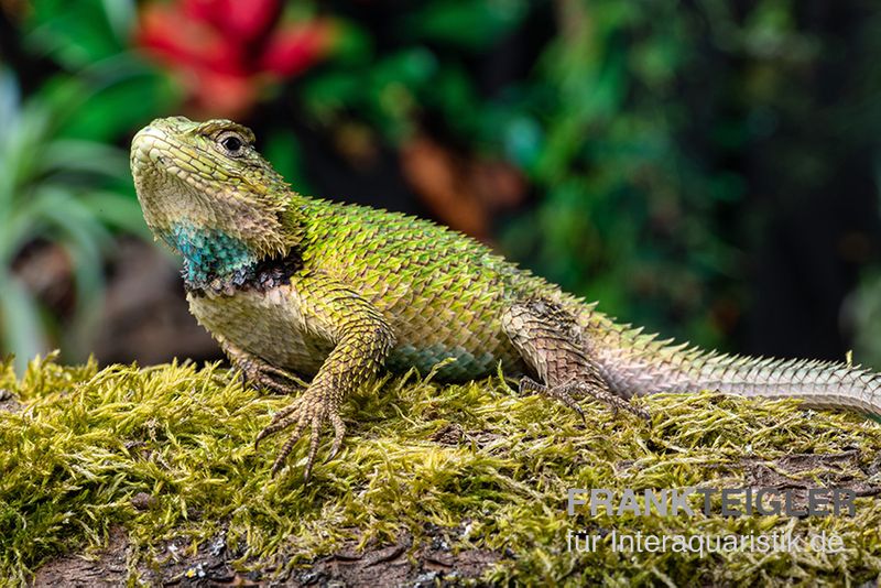 Malachit-Stachelleguan, Sceloporus malachiticus, gemischt