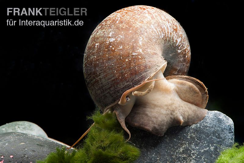 Afrikanische Riesen-Apfelschnecke, Pila wernei