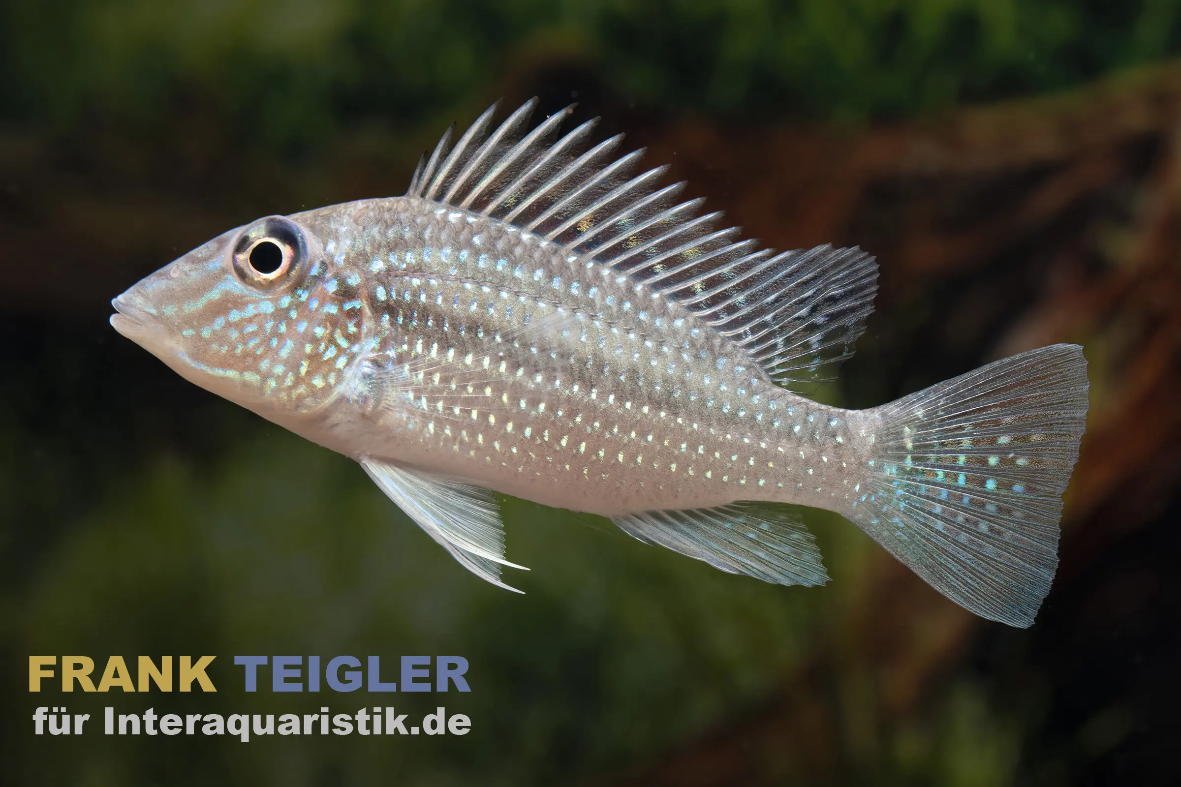 Teufelsangel Erdfresser, Satanoperca jurupari, 3-5 cm
