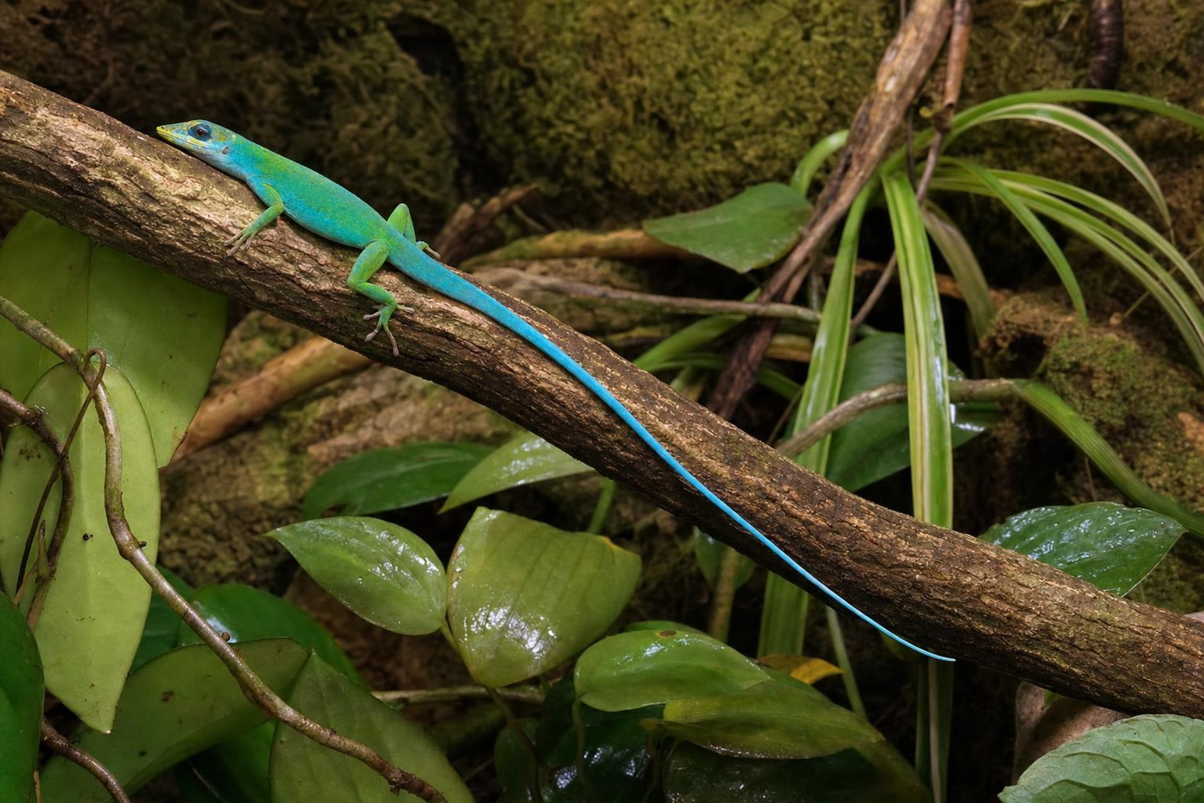 Haiti-Weißlippenanolis, Anolis coelestinus