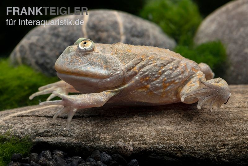 Budgett`s-Frosch, Lepidobatrachus laevis