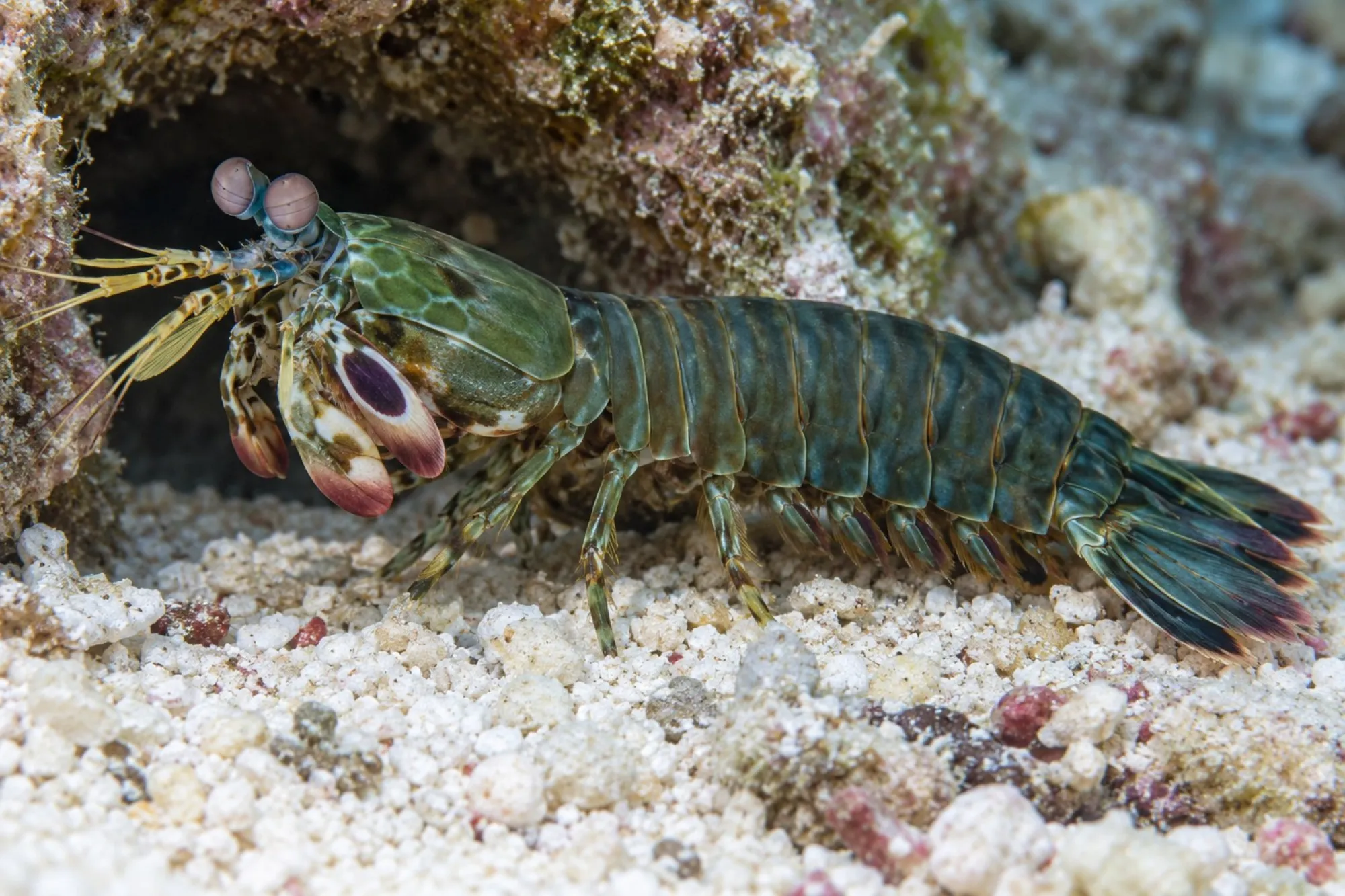 Schwarzfleck-Fangschreckenkrebs, Gonodactylus smithii