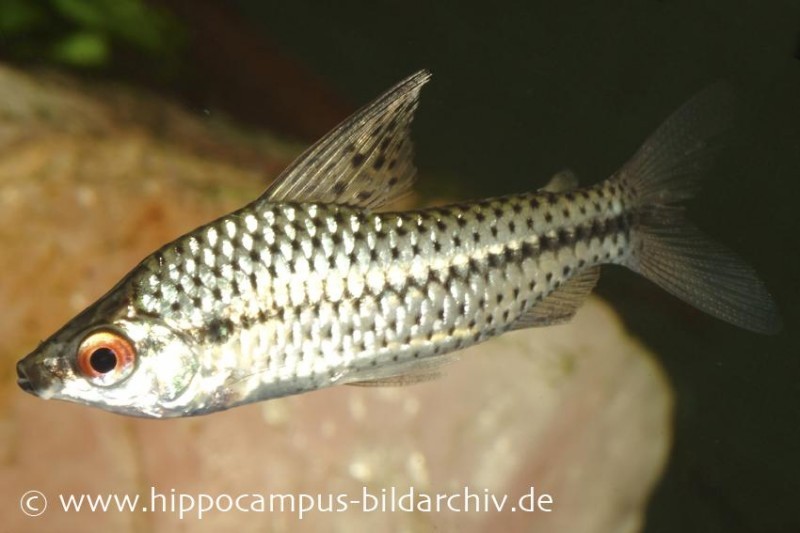 Punktierter Kopfsteher, Chilodus punctatus