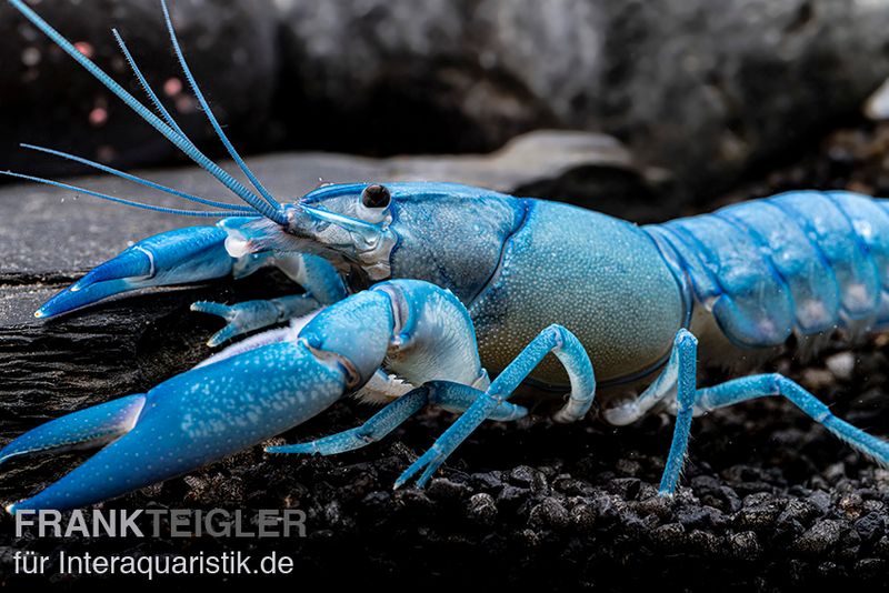 Blauer Yabby, Cherax destructor "Blue Pearl", Paar (1 Männchen + 1 Weibchen)