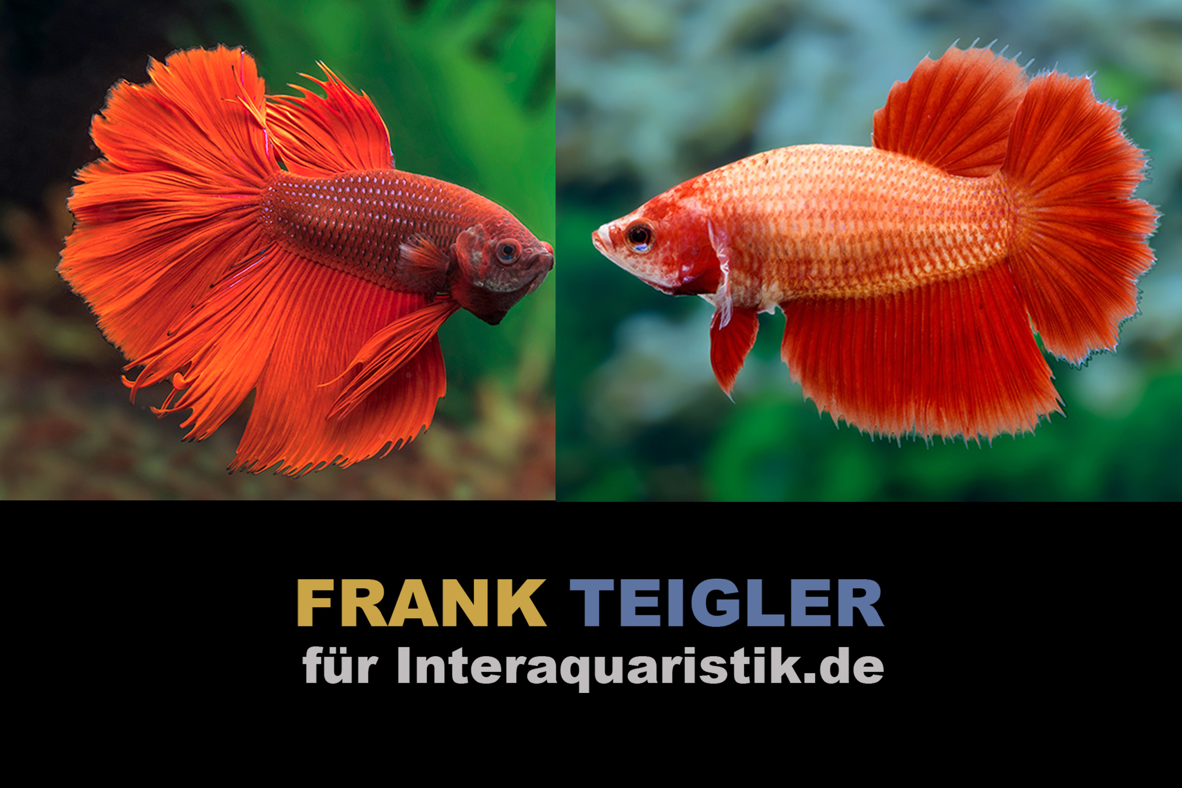 Paar: Halfmoon Kampffisch Super Red, Betta splendens