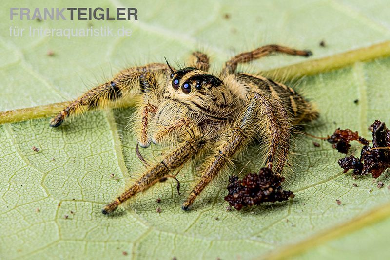 Springspinne, Hyllus diardi, paarpreisx2