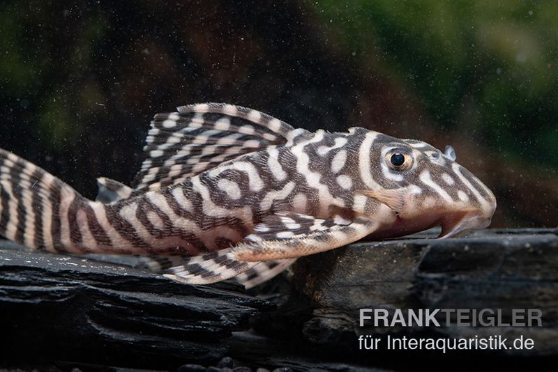 Königstiger-Harnischwels, Hypancistrus spec. L333 Belo Monte