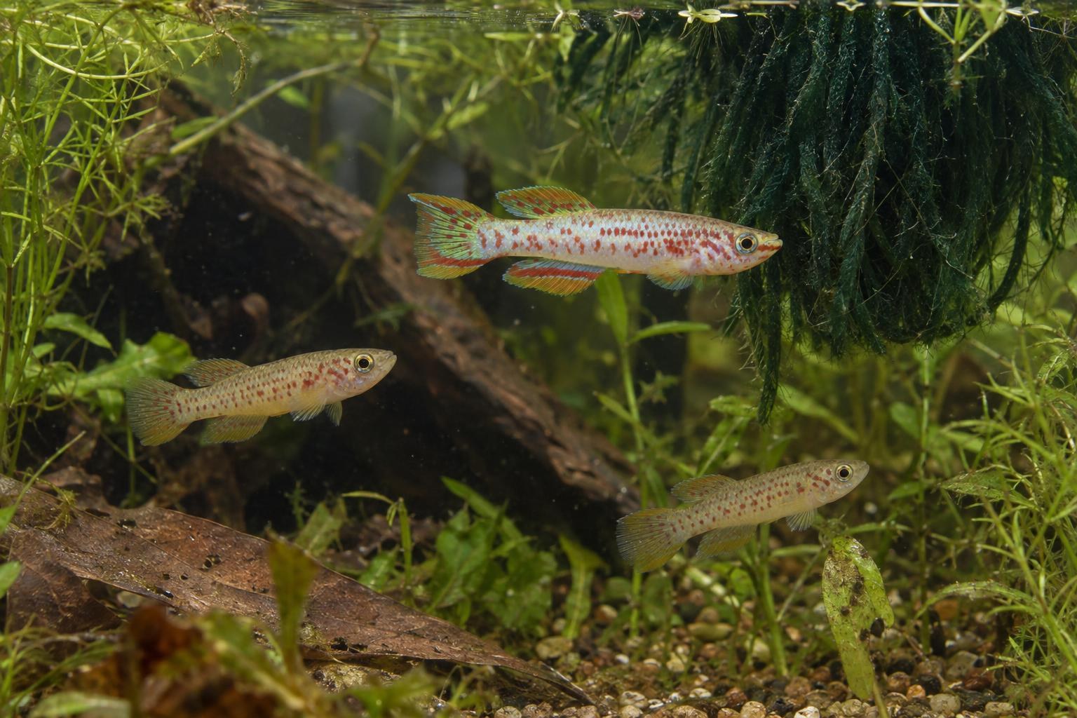 Ein Wollfaden voller Leben: Killifische mit Laichmops vermehren