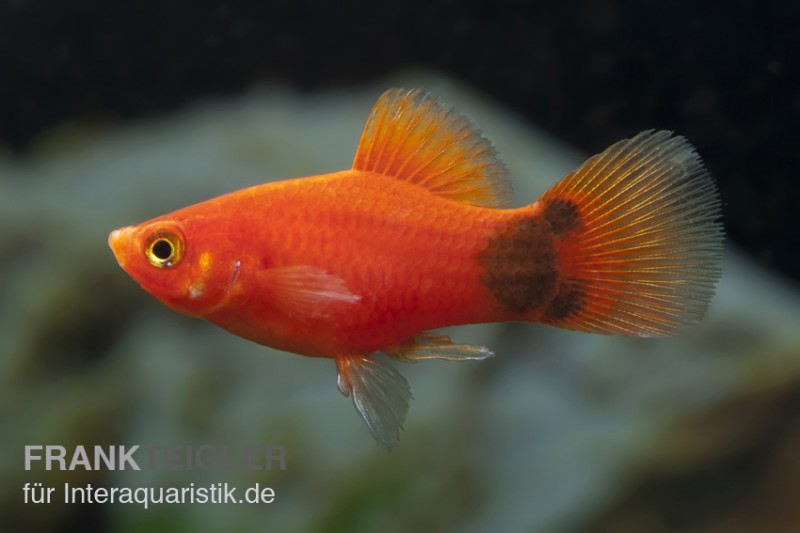 Roter Mickey Mouse Platy, Xiphophorus maculatus