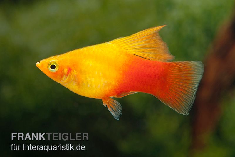 Platy Sunset High Fin, Xiphophorus maculatus