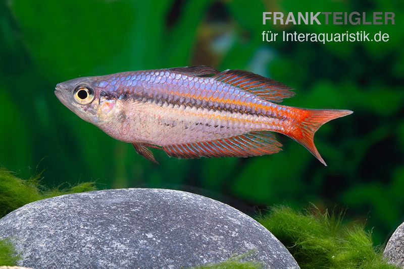 Westlicher Regenbogenfisch, Melanotaenia splendida australis