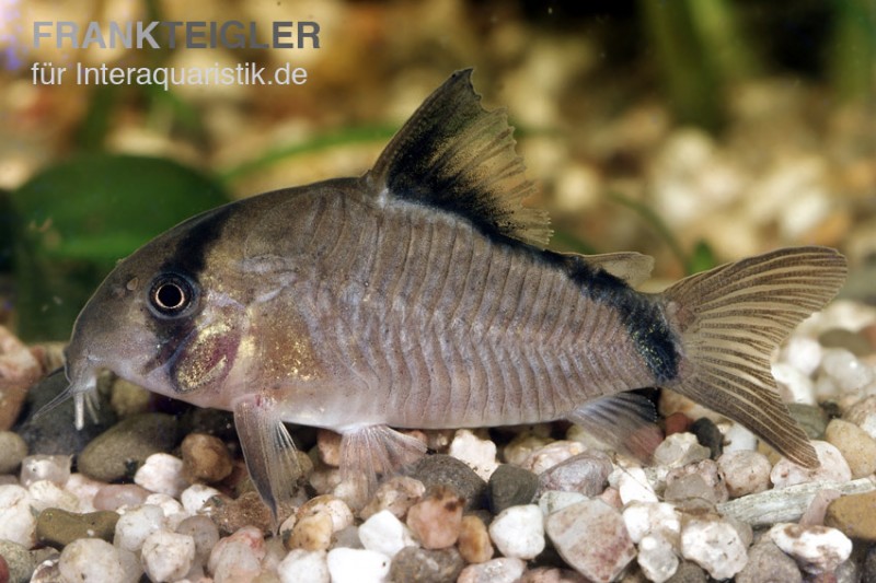 Schwarzrücken-Panzerwels, Corydoras metae