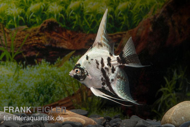 Skalar Platinum Marmor, Pterophyllum scalare, 7-8 cm, DNZ