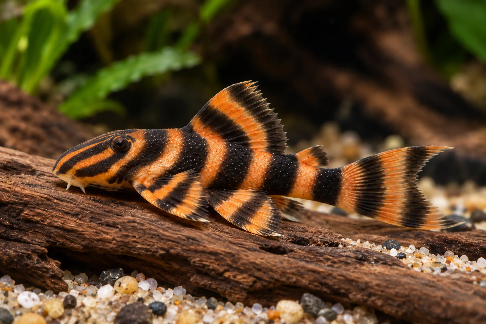 Blutroter Tigerharnischwels L306, Panaqolus claustellifer