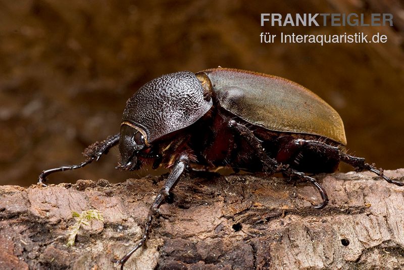 Caucasus-Käfer, Chalcosoma caucasus, männlich
