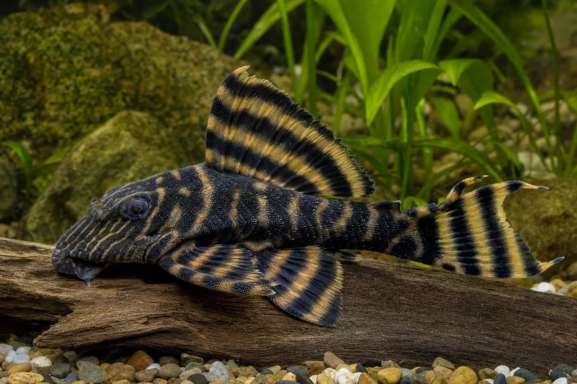L398 Tanke-Tigerharnischwels, Panaqolus tankei