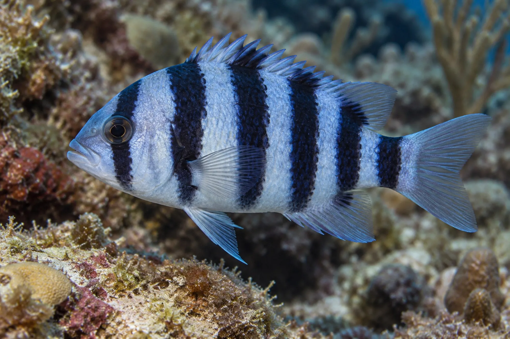 Indigo Hamlettbarsch, Hypoplectrus indigo