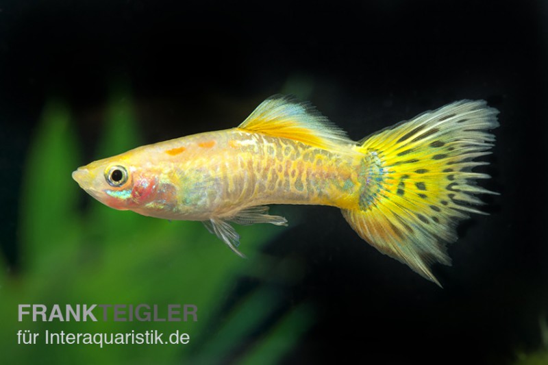 Guppy Cobra gelb, Poecilia reticulata, Männchen