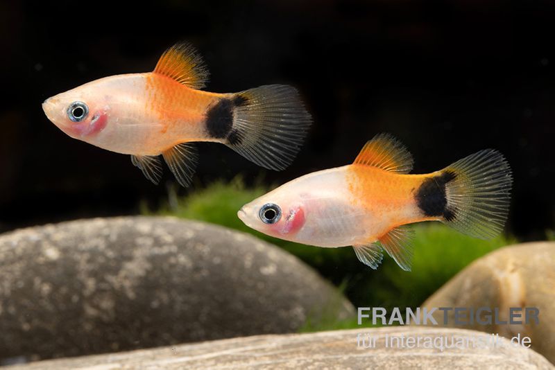 Pinker Mickey Mouse Ananas Platy, Xiphophorus maculatus