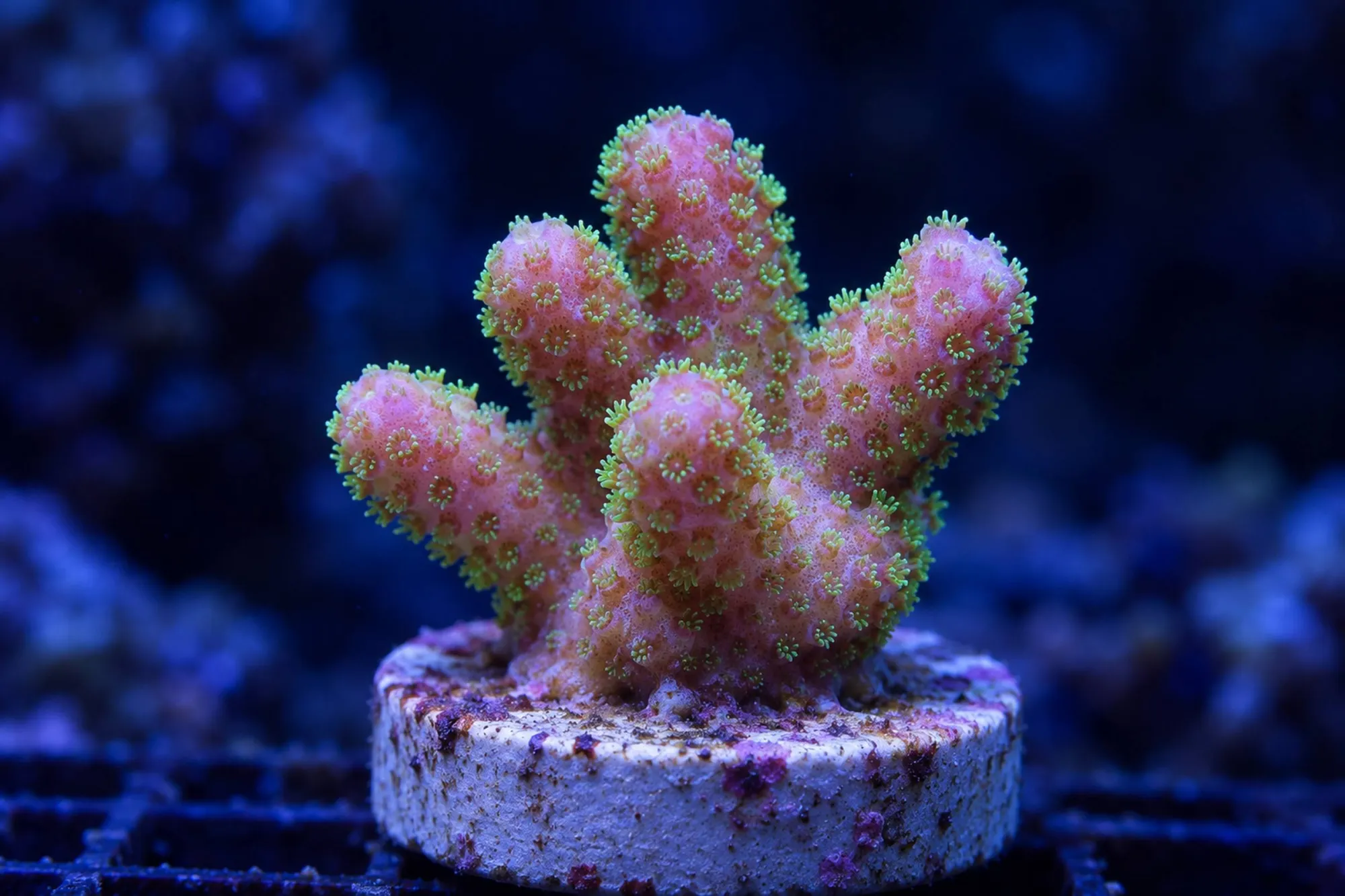 Fingerkoralle „Bicolor“ (Nachzucht), Stylophora pistillata, Größe S–M