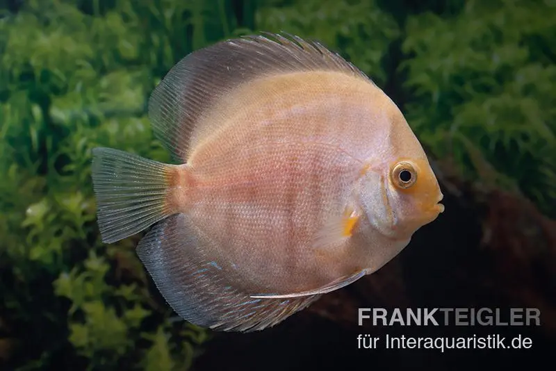 Diskusfisch ASIA-NZ, Symphysodon discus Snow white