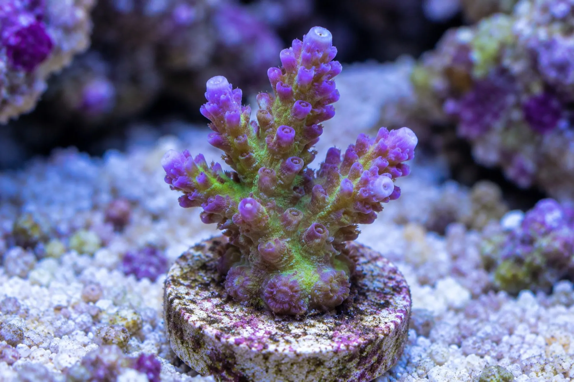 Acropora-Steinkoralle „Purple Chronic“ (Nachzucht), Acropora spec., Größe S–M