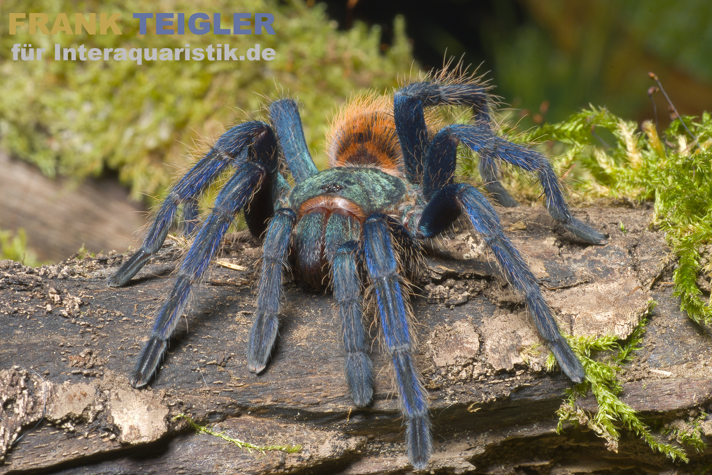 Blaufuß-Vogelspinne, Chromatopelma cyaneopubescens