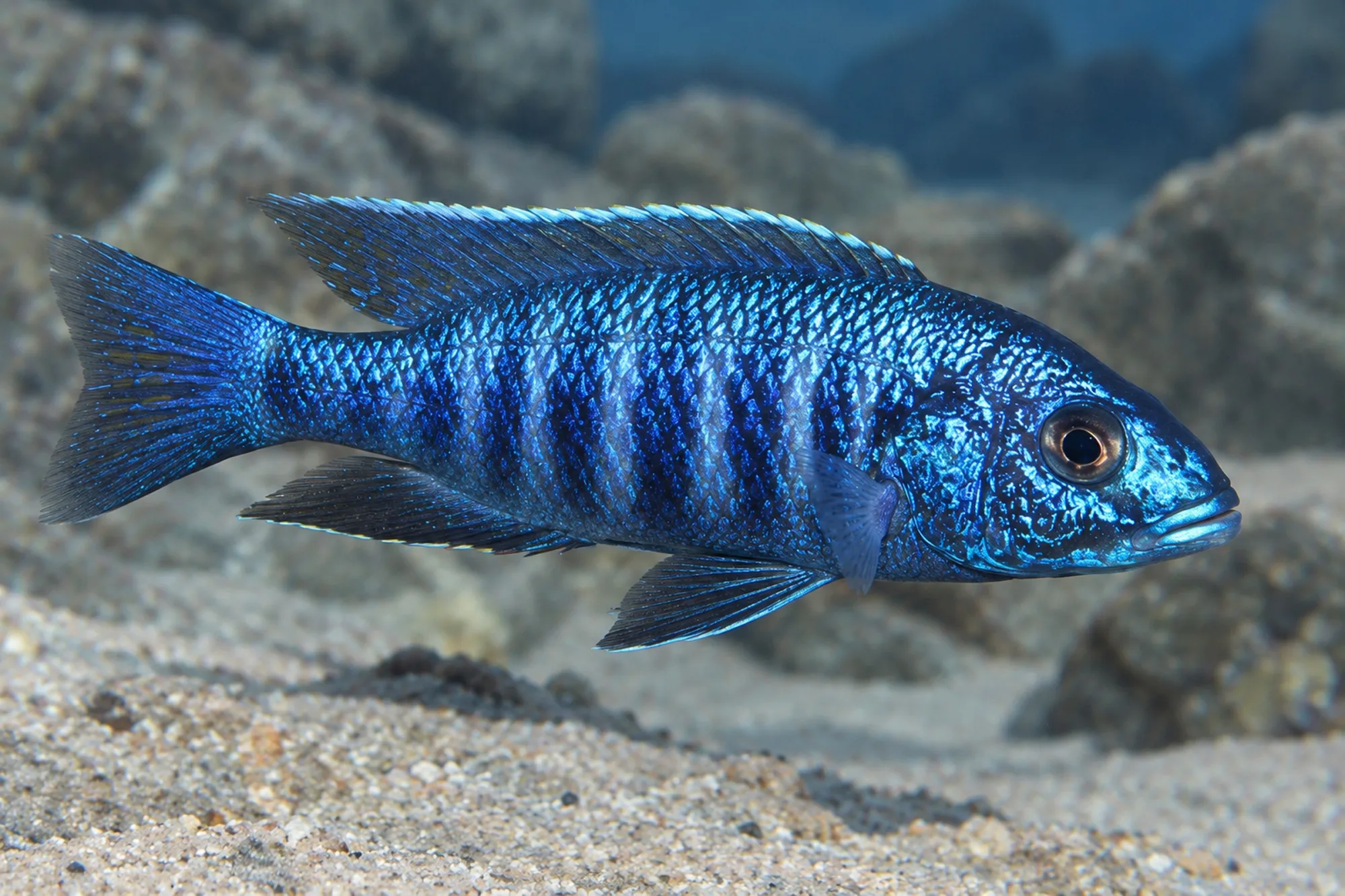 Azurcichlide „Dark Blue Jalo Reef“, Sciaenochromis fryeri