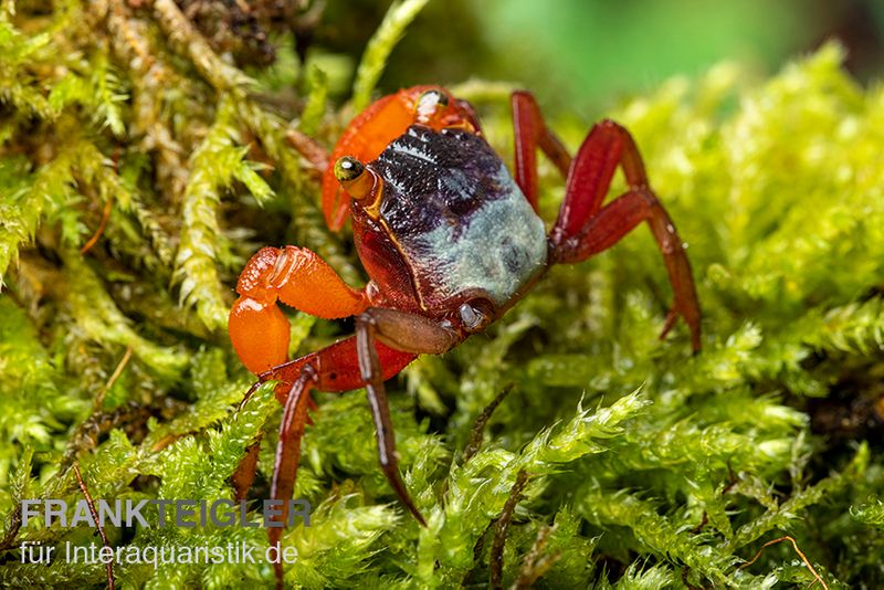 Mandarinenkrabbe, Geosesarma sp. 'Mandarine', Zufällig ausgewählt