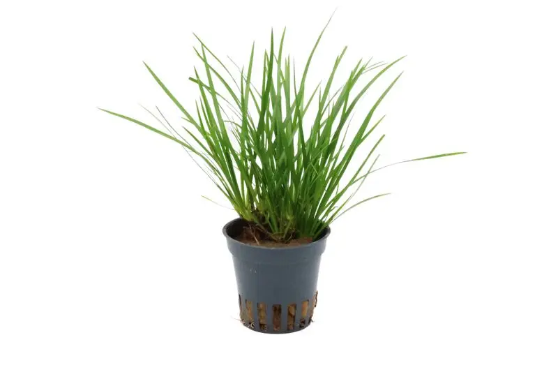 Zwergkalmus, Acorus gramineus var. pusillus, im Topf