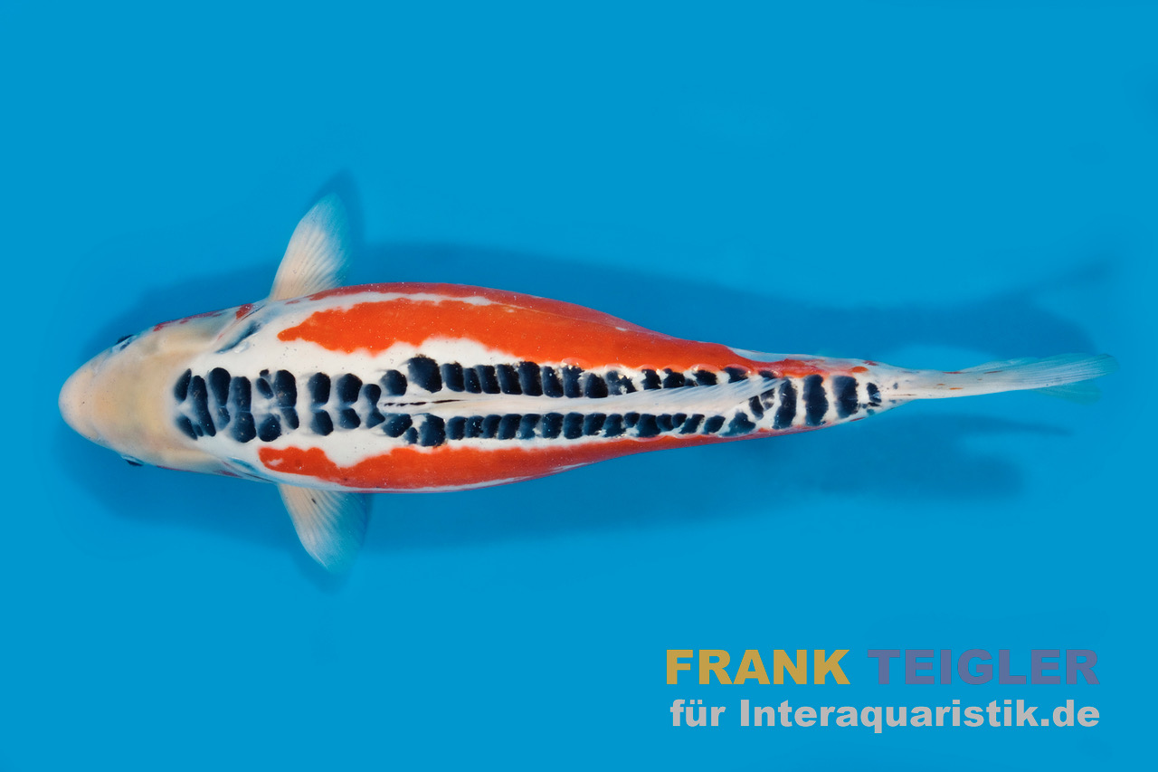 Japan Koi Ikarashi Tosai Shusui, Cyprinus carpio, 13-15 cm