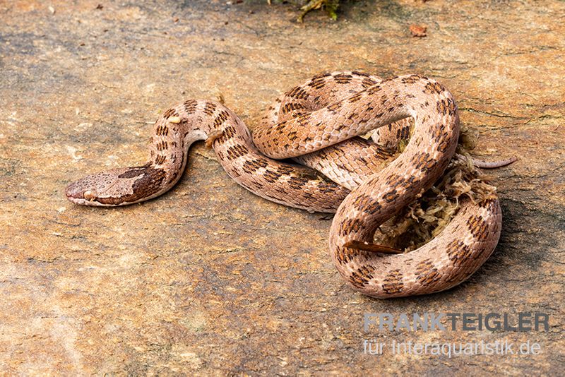 Gefleckte Nachtschlange, Hypsiglena torquata