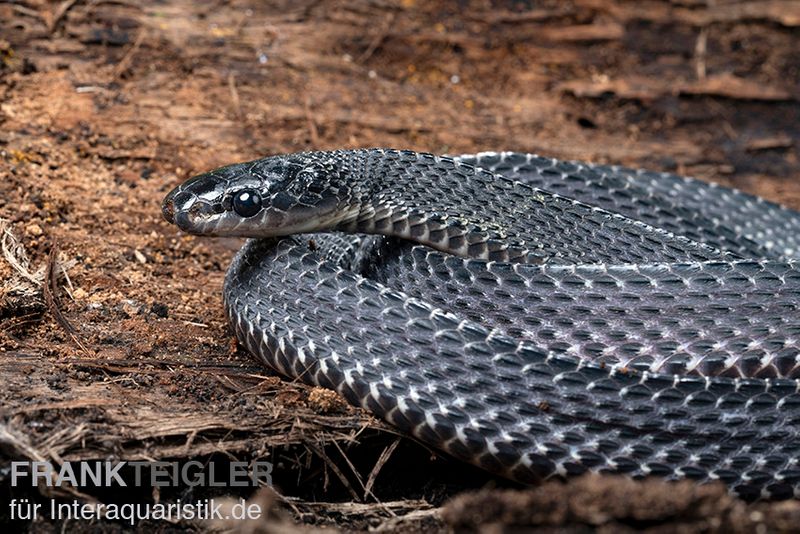 Südliche Feilennatter, Mehelya capensis