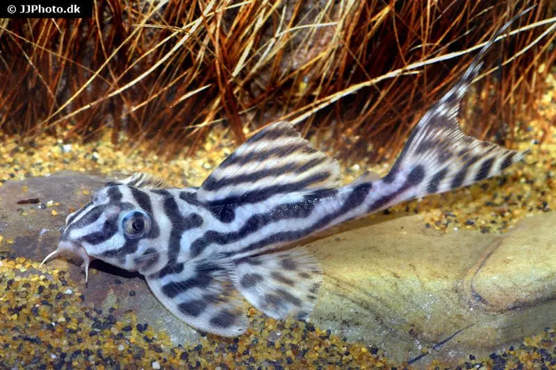 Zebra-Harnischwels, Hypancistrus spec. L173, 4-5 cm
