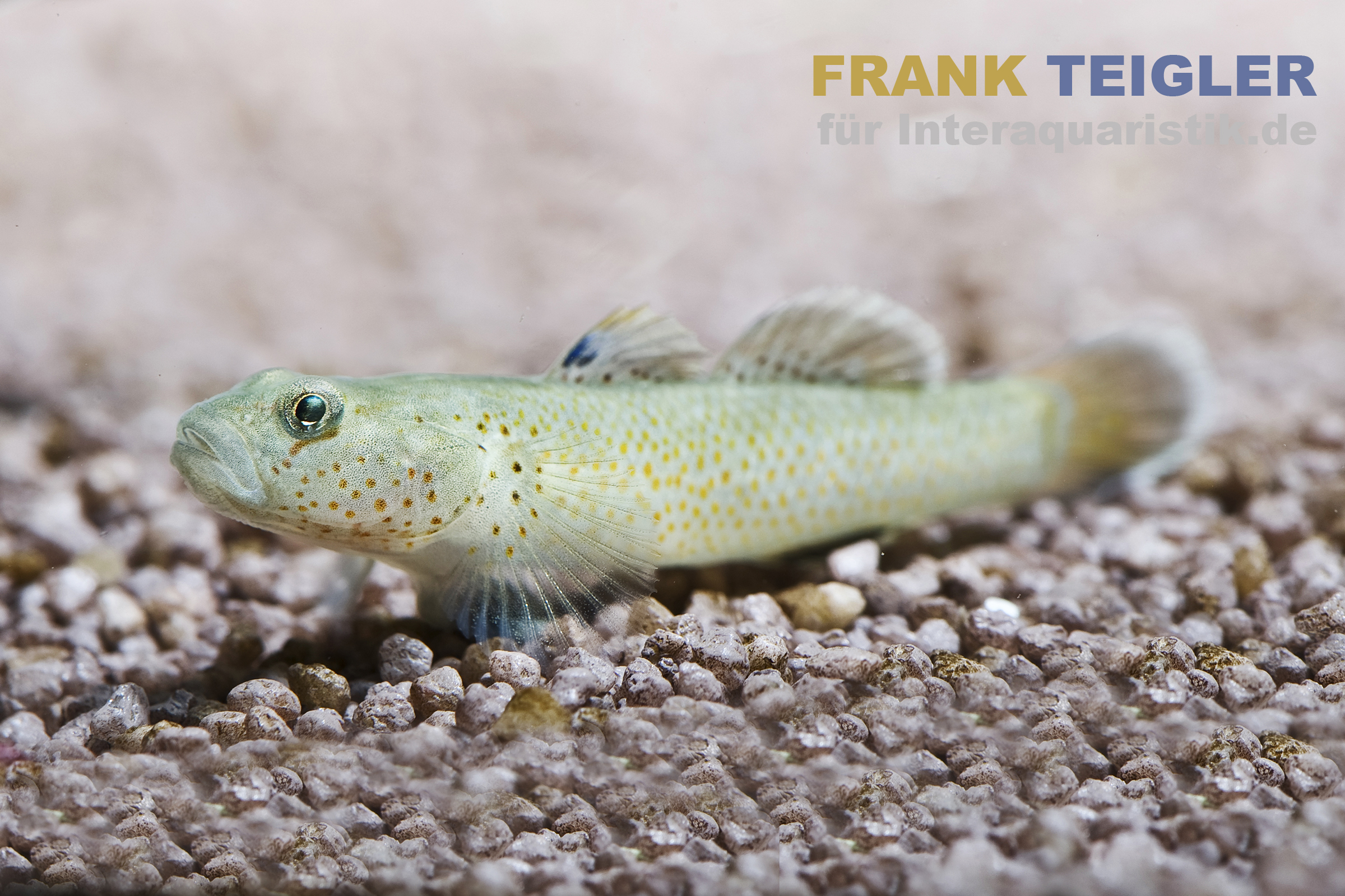 Rotfleckengrundel, Rhinogobius reubromaculatus