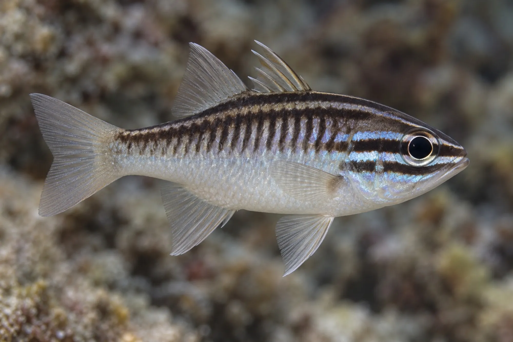 Oxina Kardinalbarsch, Ostorhinchus oxina