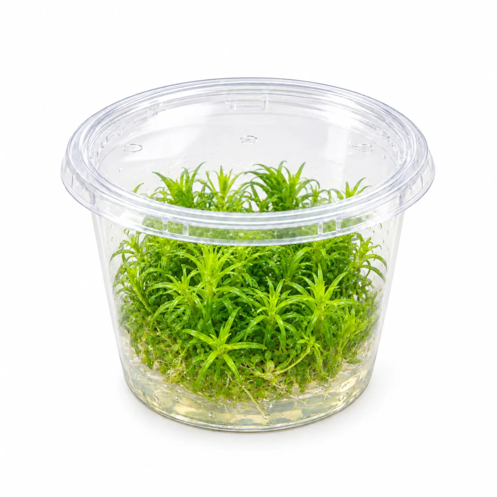 Indisches Sternkraut, Pogostemon deccanensis (erectus), In Vitro