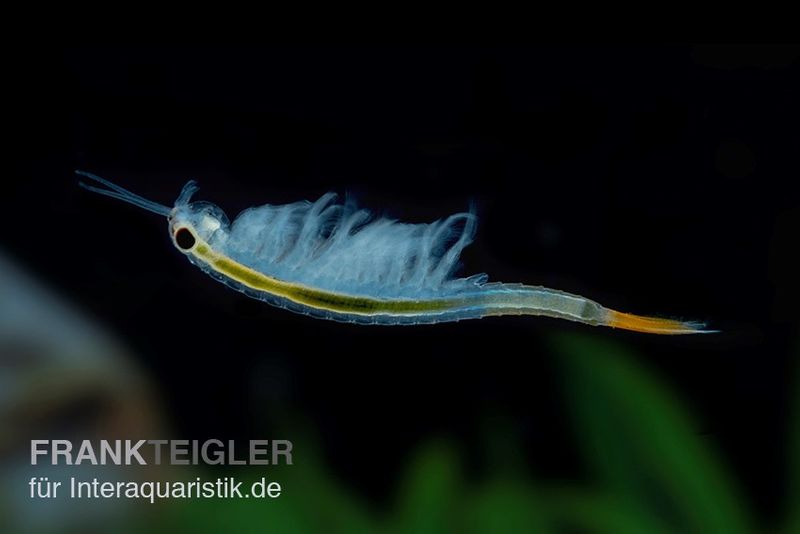 Thailändische Feenkrebse, Branchinella thailandensis sanoamuang, 10.000 Eier