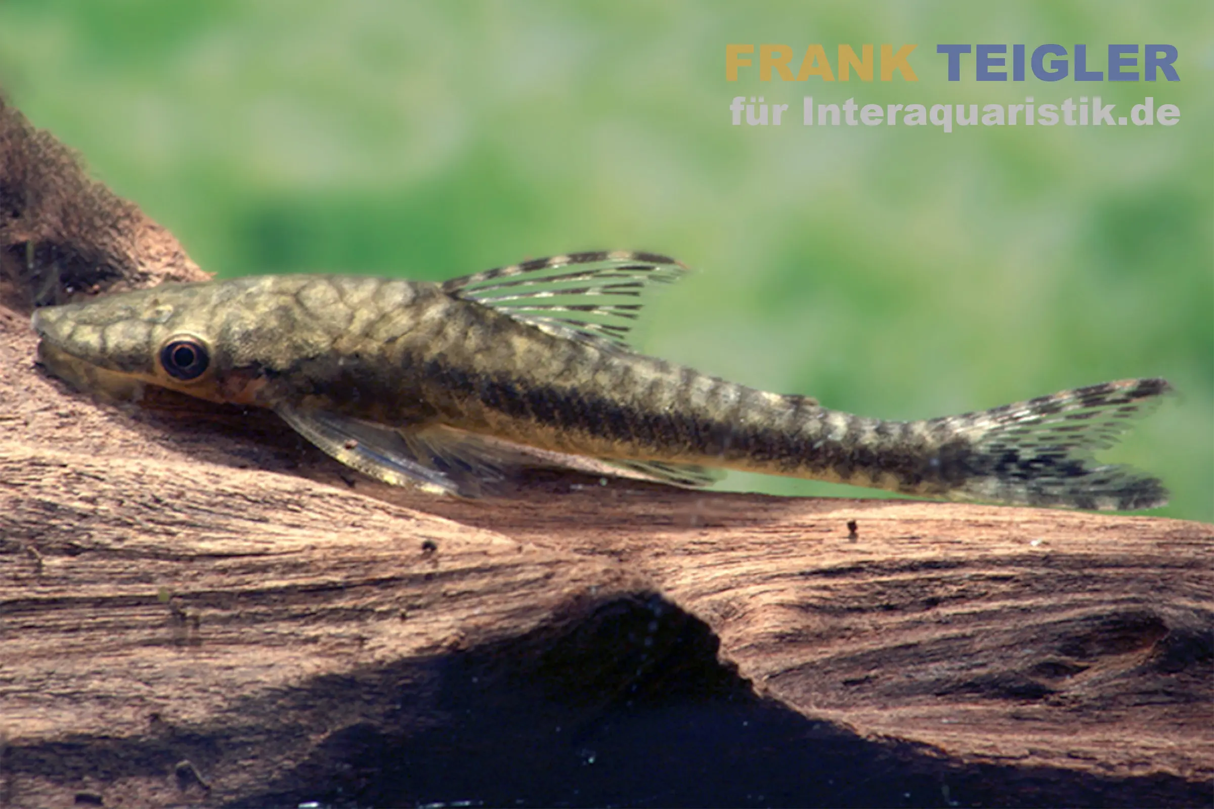 Tiger-Otocinclus, Hypoptopoma psilogaster, 4-6 cm