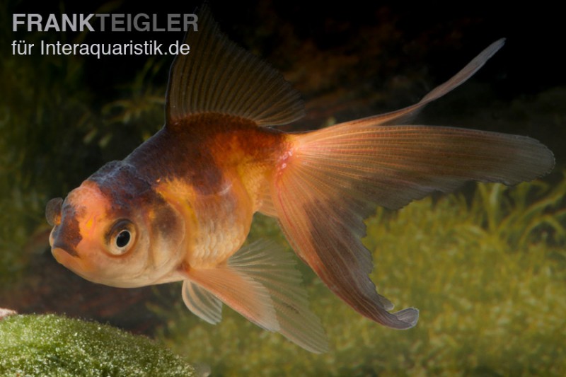 Oranda rot-schwarz, Carassius auratus (Kaltwasser)