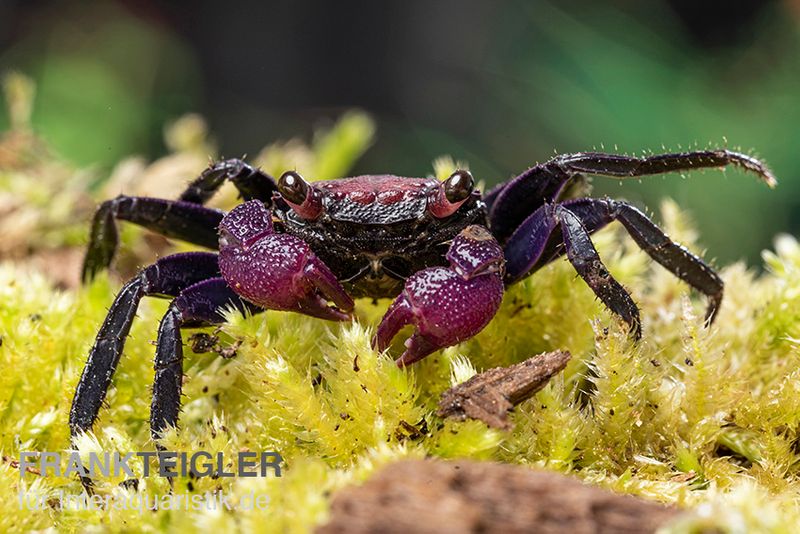 Zweifarbige Vampirkrabbe, Geosesarma bicolor, Zufällig ausgewählt