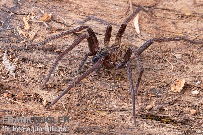 Fishing Spider, Dolomedes sp. Nigeria