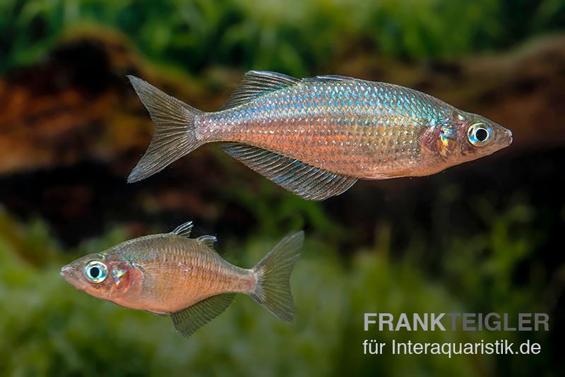Gidomen-Regenbogenfisch, Glossolepis spec. Gidomen, 5 Tiere