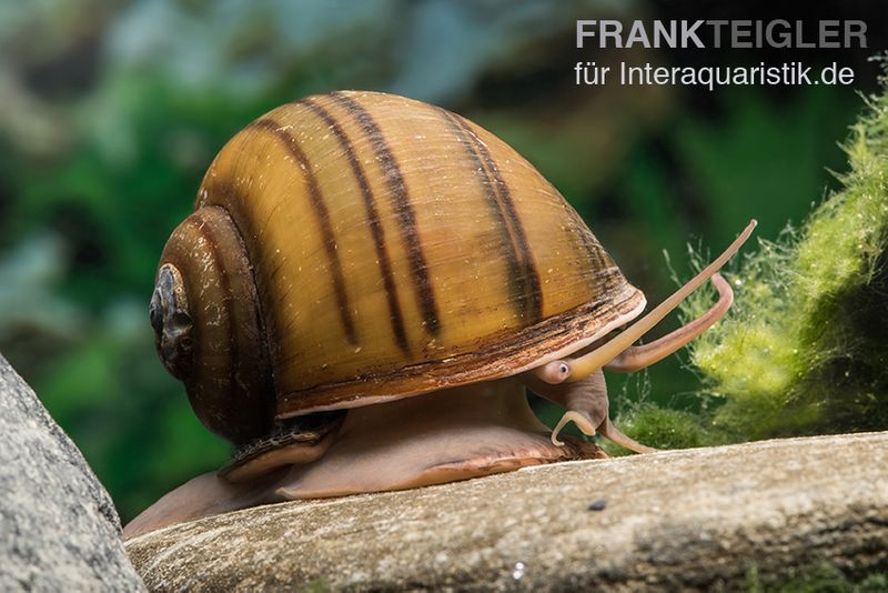 Gestreifte Apfelschnecke, Pila angelica