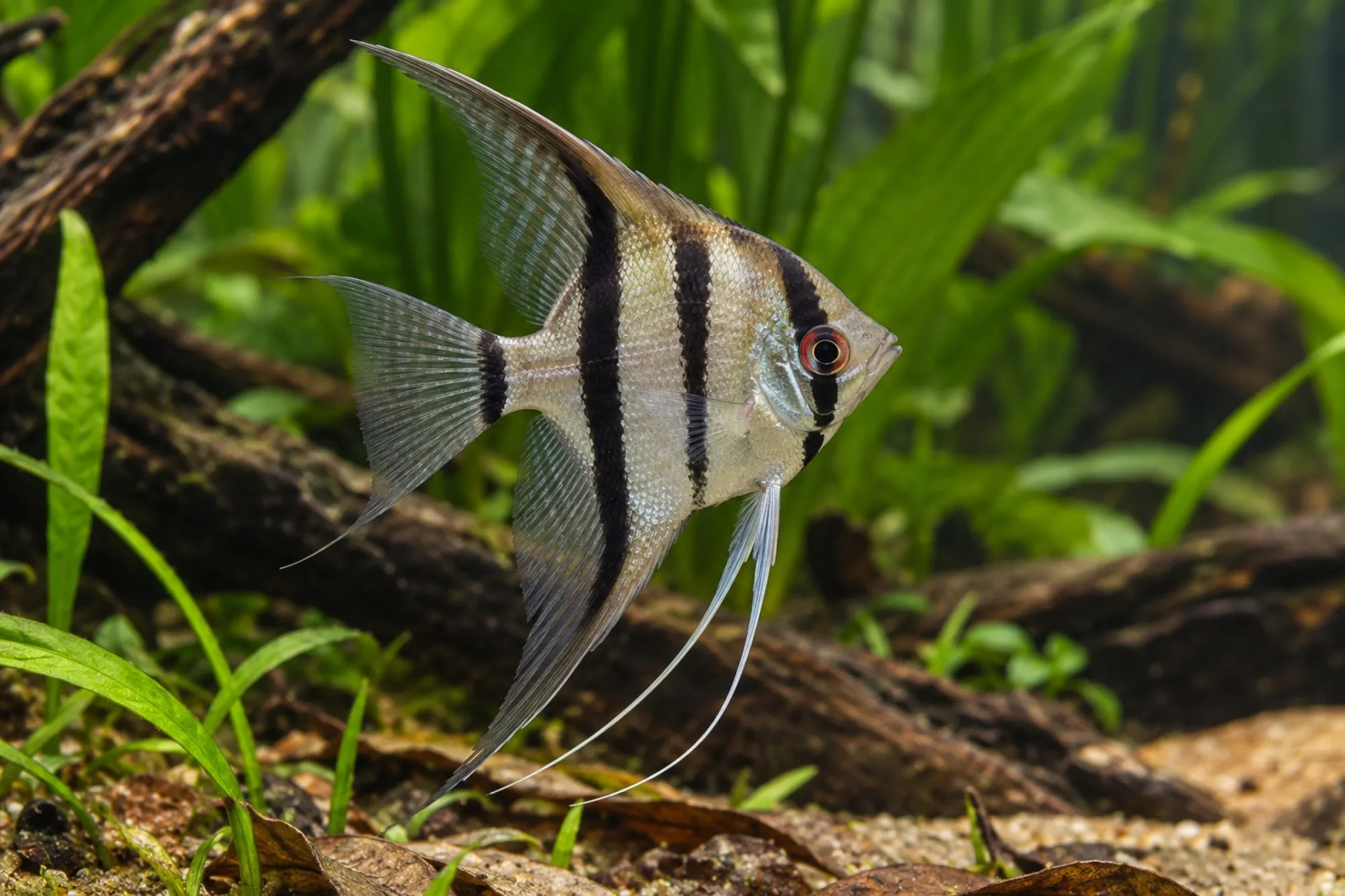 Skalar „Rio Negro“, Pterophyllum scalare