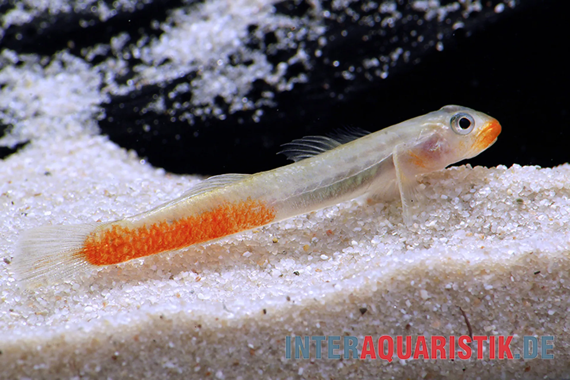 Rötliche Lippenstiftgrundel, Sicyopus rubicundus: Männchen mit leuchtend orangeroter Kehle und kräftigem orangefarbenem Schwanzfleck, sitzt auf sandigem Boden – kleiner Jäger für strömungsreiche Bachbecken ab 80 cm.